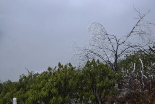 山林间枯树与绿植景象