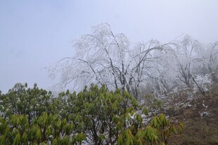 雾中枯树与葱郁绿植