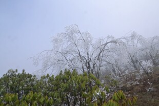 雾凇覆盖的树木景观