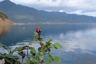 湖畔绿植与宁静湖水景致