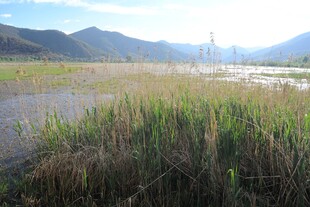 河畔芦苇与远山风景