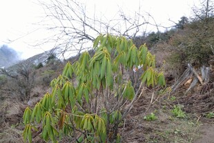 山间翠绿植物 生机盎然