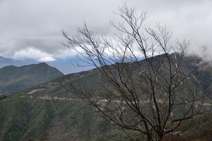 山间枯树与朦胧远山