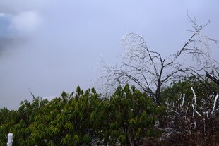 枯树与葱郁植被的景致