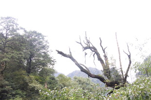 山林中枯树与繁茂植被