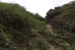 山间小径 绿意盎然