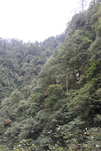 山林葱郁的自然景致