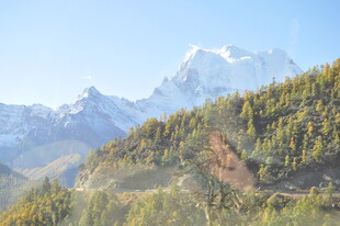 雪山下的葱郁山林