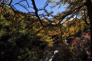 秋日山林美景