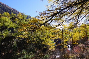 秋日山林美景