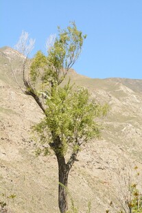 荒野中的孤树