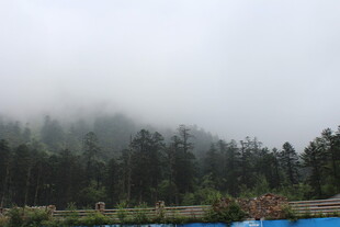 山间云雾缭绕的森林景色