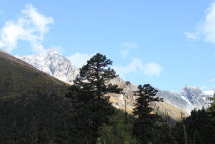 雪山林海美景