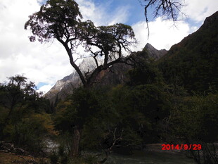 山间挺拔树木与壮丽山景