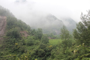 山间云雾缭绕的翠绿景致