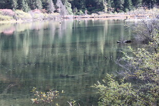 宁静湖水与岸边葱郁景致