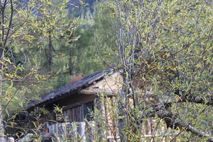 林间古朴小屋