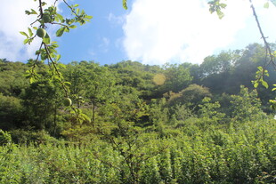 山间绿野风光