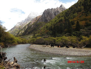 山间河畔的牦牛群景