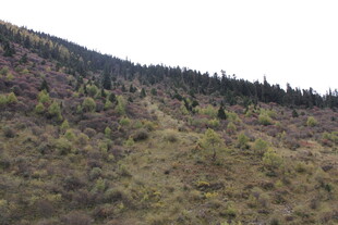 山坡植被景观