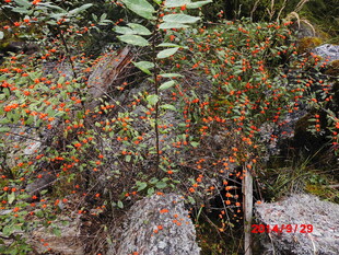 山间多彩植物景观