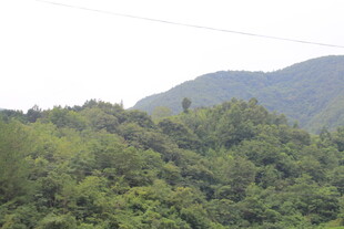 青山绿树自然风光美景