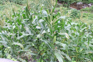 田间生长的茂盛玉米植株
