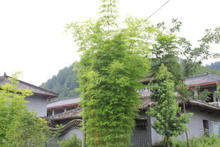 乡村绿意环绕的古朴民居