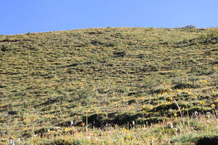 山坡草地风景