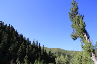 山林中的挺拔松树