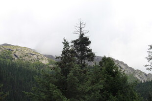 山林景色 挺拔树木与山峦