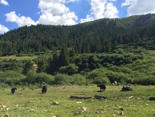 草原山间的悠闲牧场景象