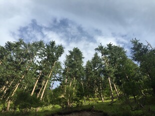 森林蓝天美景