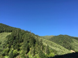 青山蓝天间的葱郁山林