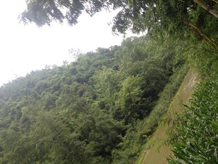 山林绿意景观