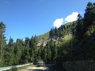 山间公路旁的茂密森林