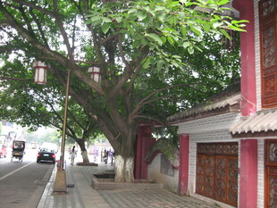 古树下的中式建筑街景
