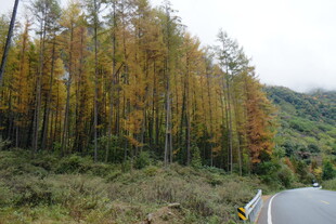 秋日路旁斑斓树林