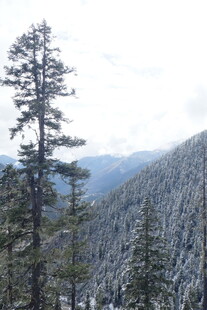 雪山松林美景