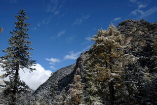 雪山旁挺拔的翠绿树木