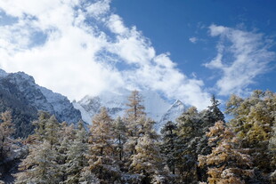 雪山松林蓝天美景