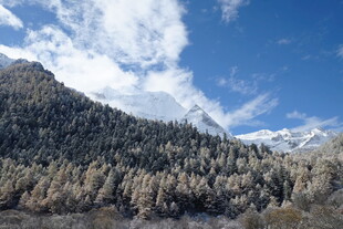 雪山下的葱郁山林