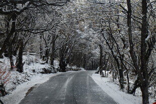 雪覆林间路