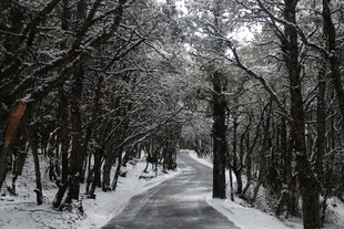 雪覆林间小道