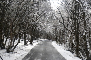 雪覆林间路