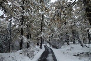 雪覆林间路