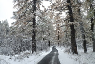 雪覆林间路