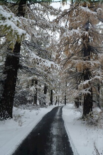 雪覆林间路