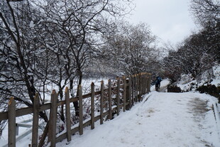 雪后林间木栏小道景象