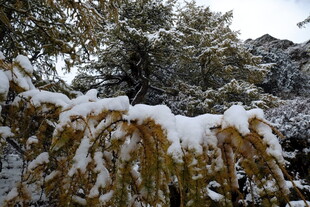 雪覆松枝美景